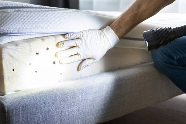 Best Residential Pest Control  in Coal City, IL
