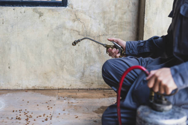 Wasp Removal Services in Coal City, IL